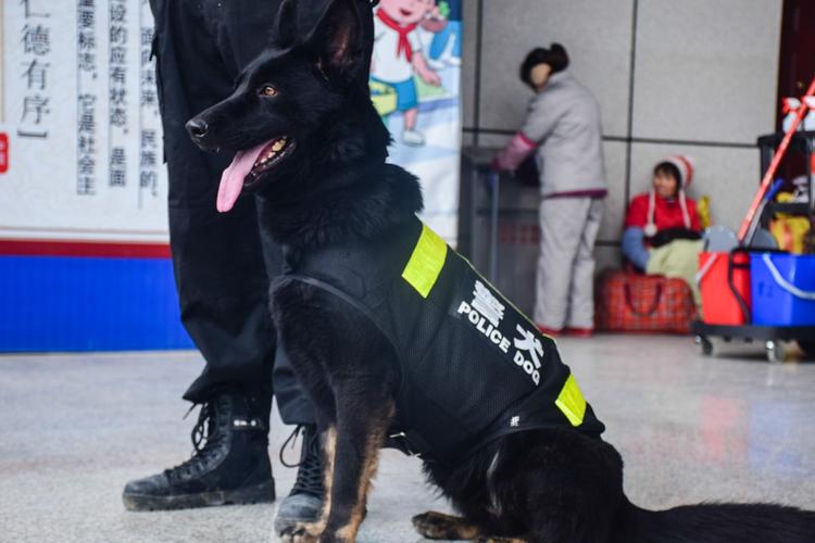 警犬"金刚".jpg
