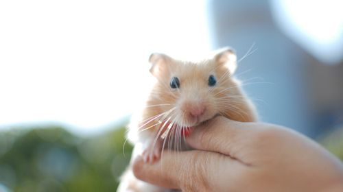 鼠宝宝养成记 | 金丝熊的日常