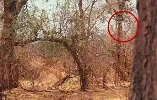 测试眼力:这些神奇的图片,你能过几关?