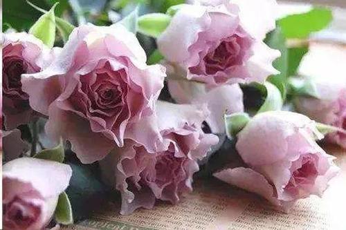 超美波浪蕾丝边月季盘点,开花都超美!