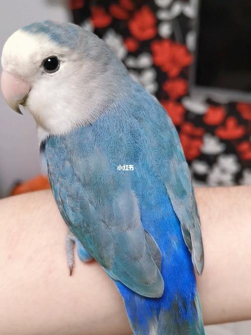 换毛中的蓝银顶汤圆_汤圆_鹦鹉_牡丹_牡丹鹦鹉_宠物