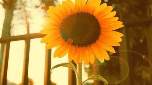 经典向日葵风景电脑桌面壁纸,风景壁纸,养眼,唯美,花卉,植物,风景