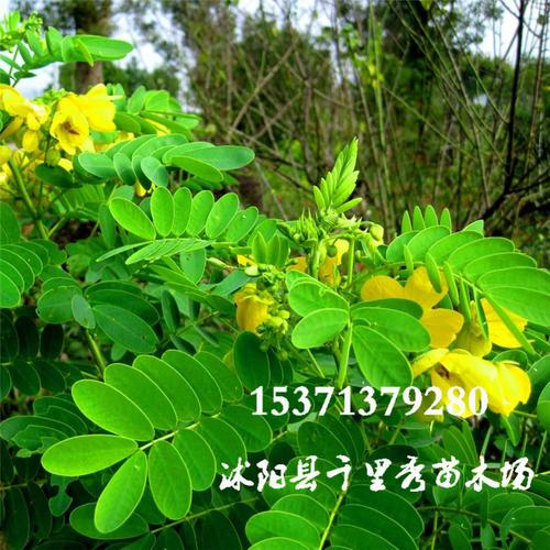 批发优质药材蛇灭门种子望江南野决明野扁豆金豆子金花豹子凤凰草