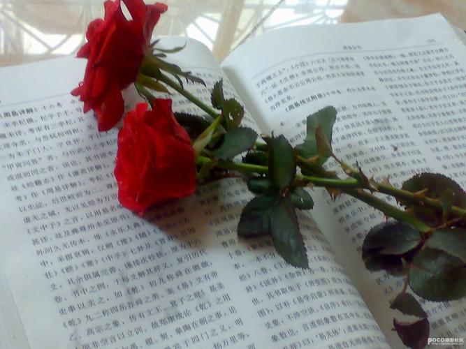 标题:音乐.玫瑰.书