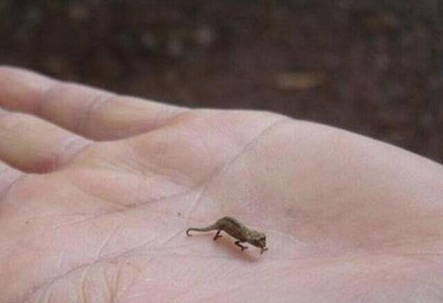 全球最小的6种动物:最小不到巴掌大,最后一个肉眼都看