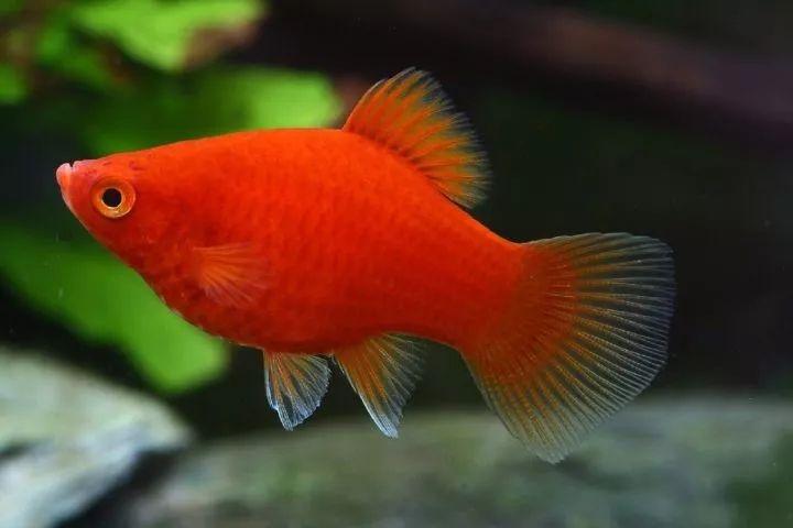 花斑剑尾鱼xiphophorus maculatus,商品名字叫月光鱼,一种非常好养的