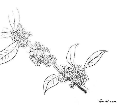 秋天的桂花树简笔画