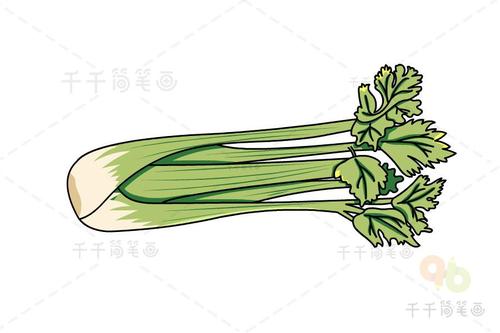 芹菜简笔画画法