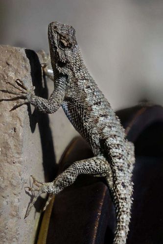 蜥蜴目·鬣蜥亚目·美洲鬣蜥科·角蜥亚科:强棱蜥