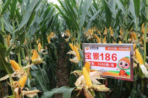 【玉米】宝景186,全国首秀,重磅发布,莫大商机,不容缺席!