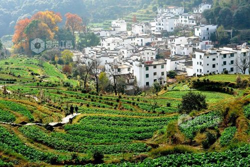 卓忠伟 摄时下正是农历初冬时节,在江西省上饶市婺源县溪头乡江岭村