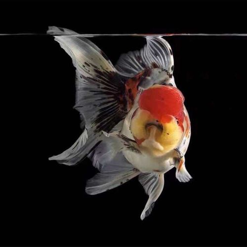 五花泰狮金鱼活体百褶泰狮花泰狮冷水鱼水族宠物小型金鱼包活易养