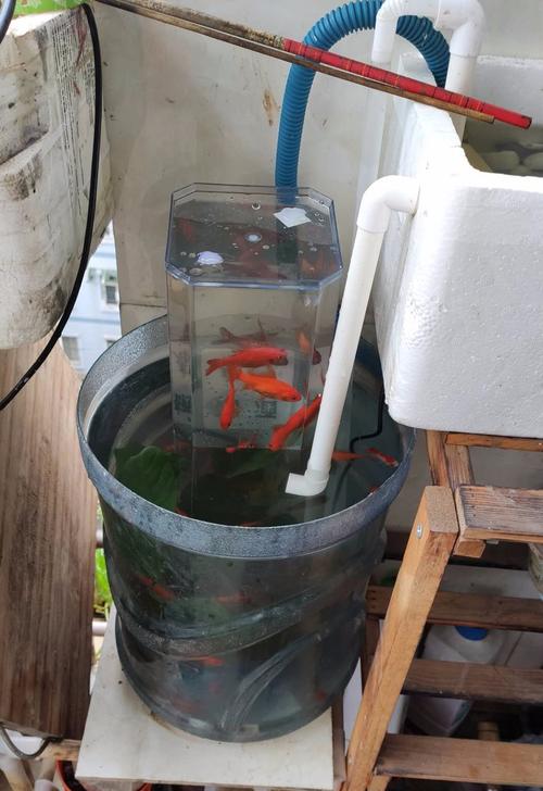 自制鱼缸:沼泽过滤(泡沫箱版)