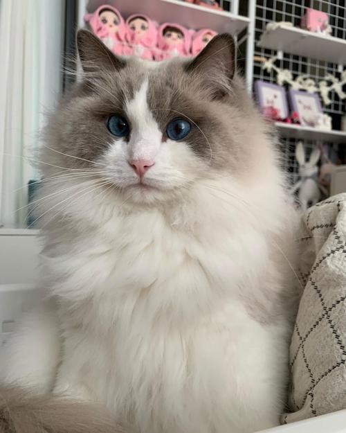 关于lisa的猫