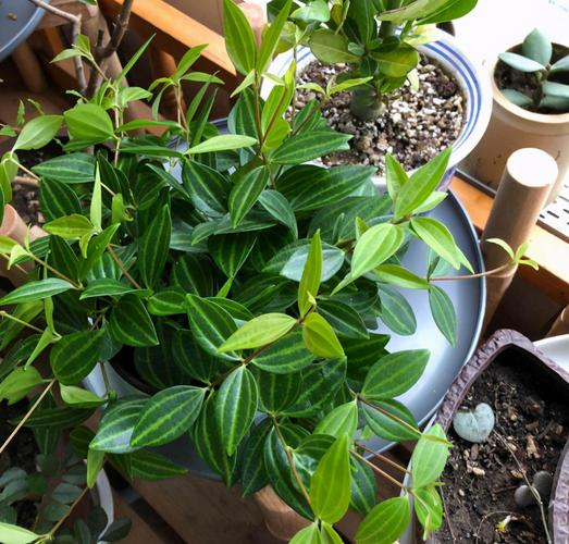 白脉椒草长得丑?养法不对,4个细节拯救颜值