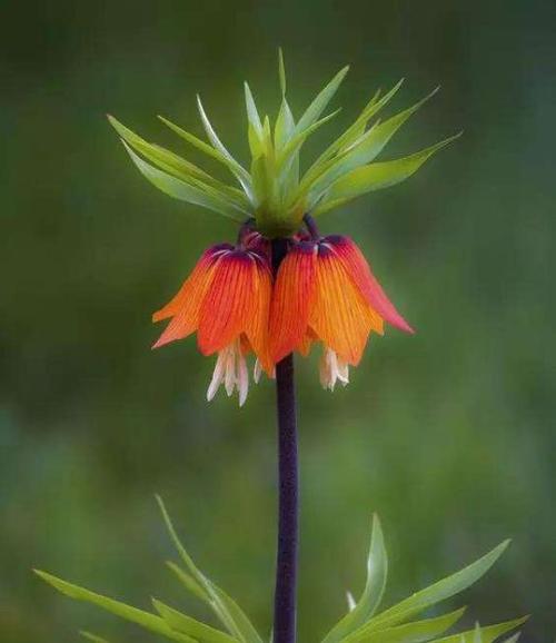 新手养花,不如养观赏精品:皇冠贝母,钟形大花,十分奇特