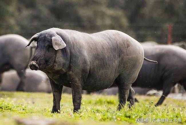 黑猪肉 黑猪是西班牙和葡萄牙的一种猪.