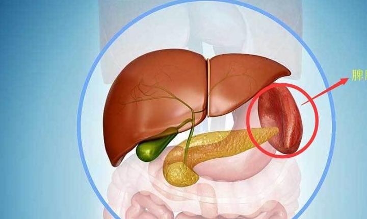 原创乙肝小三阳20几年血常规提示血小板减少发现肝硬化脾大如何治