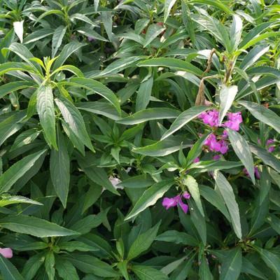 自主2017凤仙花产地供应 基地凤仙草种子 白色凤仙花 鲜指甲花 急性子