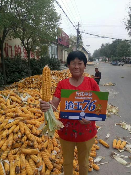 沧玉76棒穗大:一人种了众人夸