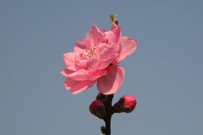 桃花初开