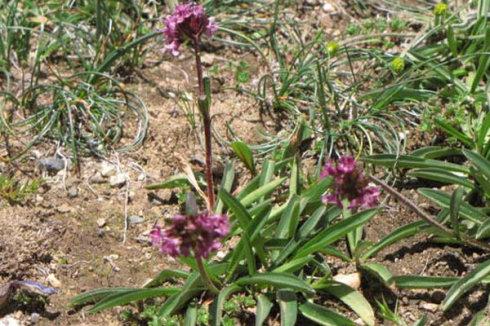 甘松_甘松图片_甘松的功效与作用