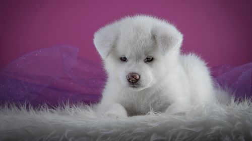 秋田犬图片高清电脑桌面壁纸