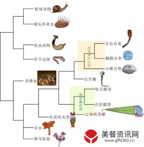 面(假铰合面),以及鞍形卷曲的触手冠等特征,因而难以归入腕足动物门