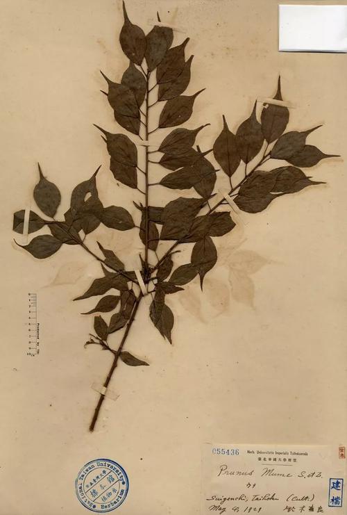 《国风·唐风·椒聊》椒聊之实,蕃衍盈升.彼其之子,硕大无朋.