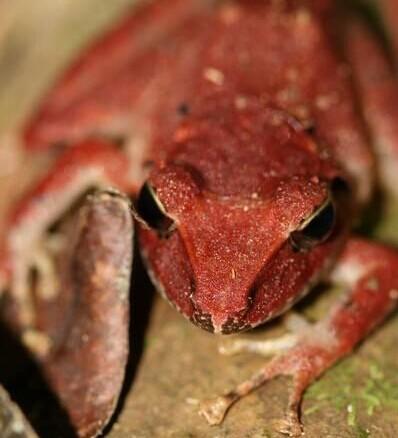 巴拿马发现罕见毒蛙 全身橘红色似小恶魔