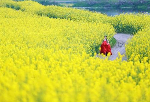 崇州网红油菜花火了?四川最佳油菜花观赏地总结在这里