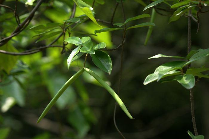 老蒋草木园(523) ------ 络石