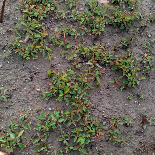 木瓜海棠小苗批发