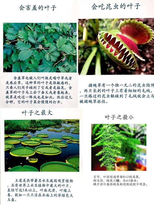 知道会捕虫子的叶子吗?知道世界上最小和最大的叶子吗?