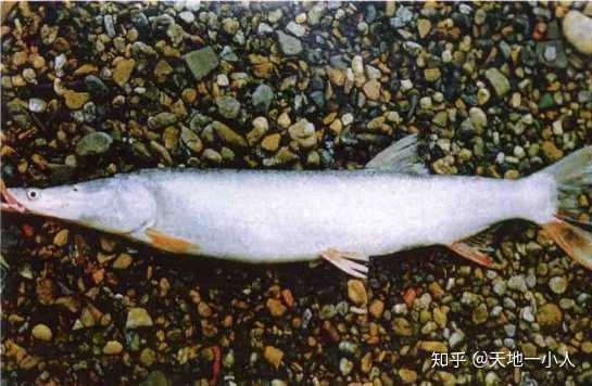 如何看待长江所专家正式宣告,「中国淡水鱼之王」长江