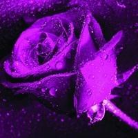 喜欢紫色的娃子果断来吧,风景头像图片-回车桌面