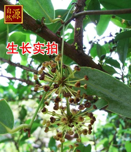 包邮野生薄片新鲜干货片粉伏苓 500g 共 1 送 1 中要材土茯苓野生茯苓