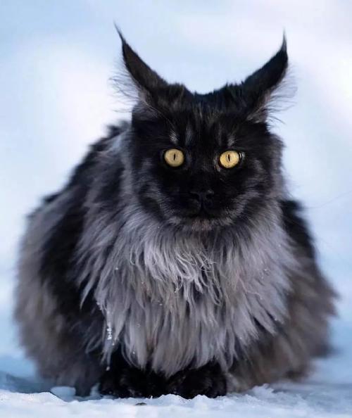 这只猫咪由于长了一张大黑脸,给人的印象真霸气!