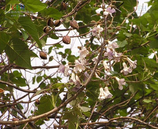 兰考的泡桐树-中国古筝网论坛