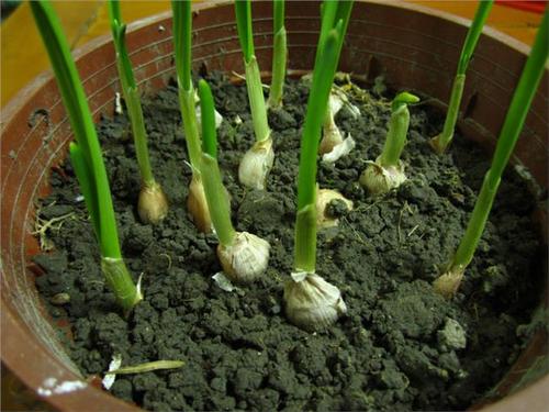 东北春天大蒜种植技术 春天种大蒜技术要点