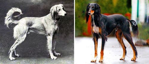 能力提升 法语翻译萨路基犬(埃及王室的狗) les salukis sont plus