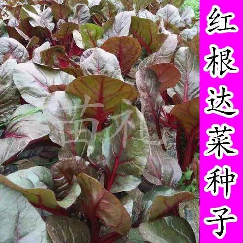 红根达菜种子寿光蔬菜 莙达菜 红梗菜种子保健蔬菜种籽花青素野菜