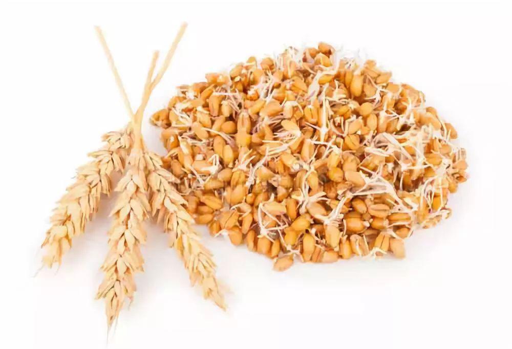 麦芽回奶的副作用