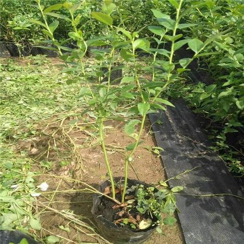 珠宝蓝莓苗的价格,封开珠宝蓝莓苗哪里有基地可以根据