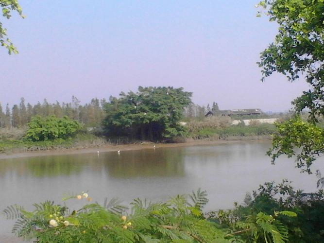 新会银湖湾湿地公园的湿地公园