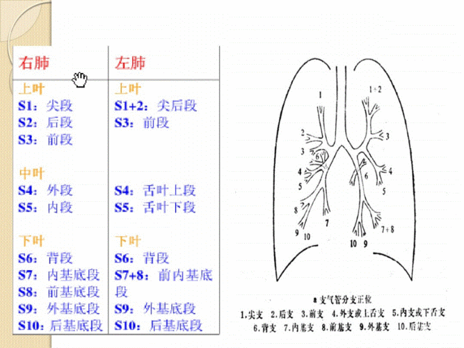 如何在ct上区分肺叶和肺段.pdf