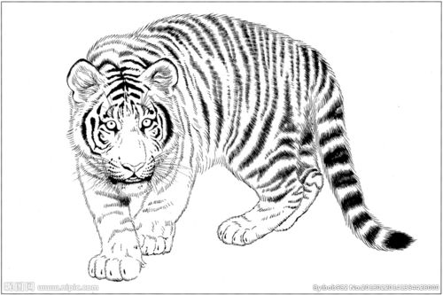 老虎 素描 白描 线描 国画设计图__绘画书法_文化艺术