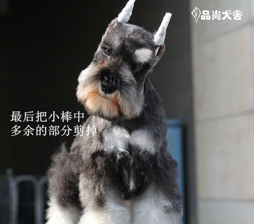 雪纳瑞立耳后绞绑(图解)