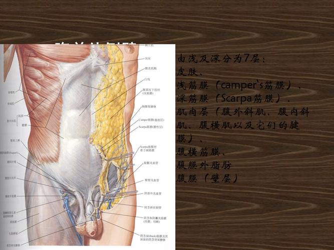 腹股沟管解剖ppt(1)