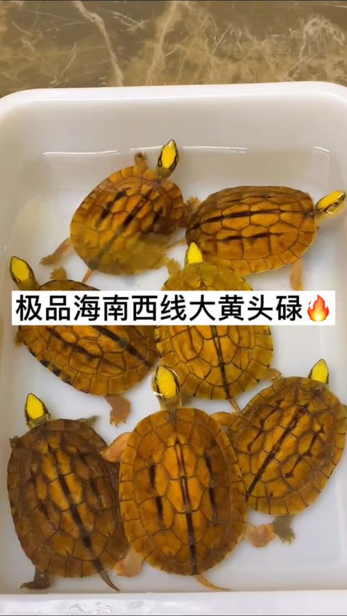 金钱龟,龟宠时代,极品海南西线大黄头碌,追求高品质的来!-度小视